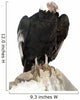Andean Condor.  Isolated over White Wall Decal
