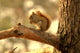 Squirrel Wall Mural
