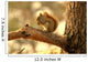 Squirrel Wall Mural