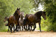 Herd Horses Wall Mural