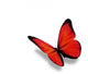 Red Butterfly White Wall Decal