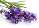 Lavender Flower Wall Decal