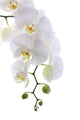 White Orchid White Wall Decal