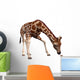 Curious Giraffe Looking Mouse Wall Mural