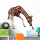 Curious Giraffe Looking Mouse Wall Mural