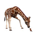 Curious Giraffe Looking Mouse Wall Mural