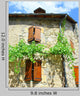 Rustic House Climbing Vine