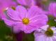 Lilac Flower Close-up Wall Mural