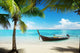 Sea Coconut Palms and