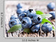 Blueberries with Leaves