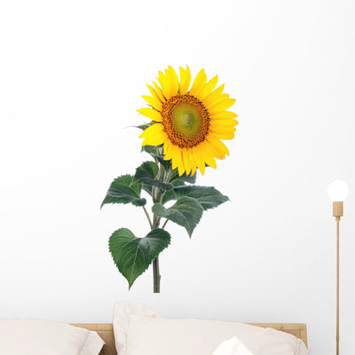 Sunflower Close-up Studio Wall Decal shown on a wall