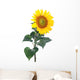 Sunflower Close-up Studio Wall Decal