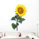 Sunflower Close-up Studio Wall Decal