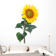 Sunflower Close-up Studio Wall Decal