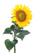 Sunflower Close-up Studio Wall Decal