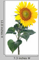 Sunflower Close-up Studio Wall Decal
