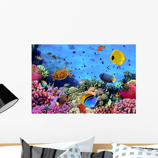 Photo Coral Colony
