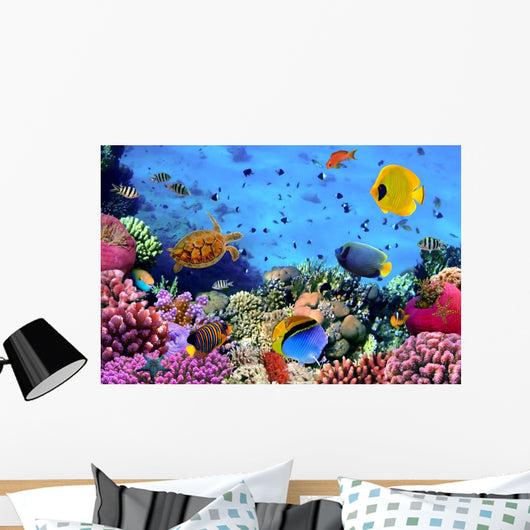 Photo Coral Colony