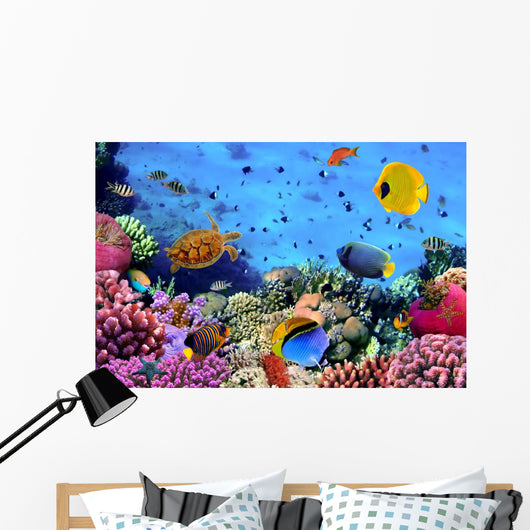Photo Coral Colony