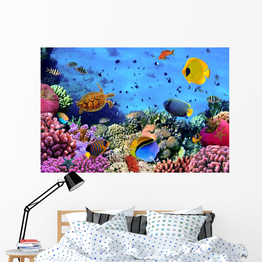 Photo Coral Colony