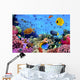 Photo Coral Colony
