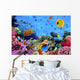 Photo Coral Colony