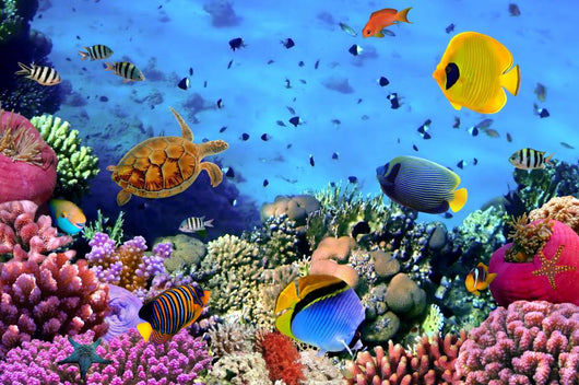 Photo Coral Colony