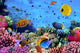 Photo Coral Colony