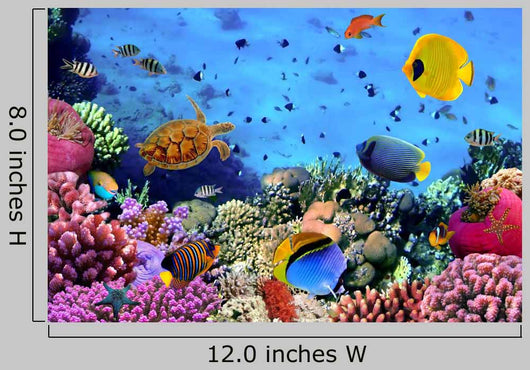 Photo Coral Colony