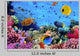Photo Coral Colony