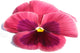 Pink Pansy Wall Mural