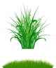 Grass