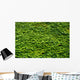 Abstract Texture Ivy Covered