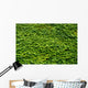 Abstract Texture Ivy Covered