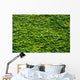 Abstract Texture Ivy Covered