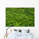 Abstract Texture Ivy Covered