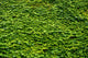 Abstract Texture Ivy Covered