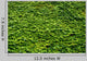 Abstract Texture Ivy Covered