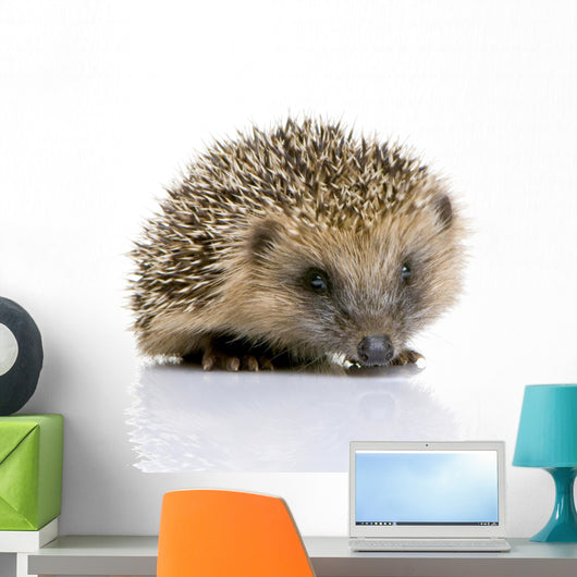 Hedgehog 1 Months Wall Decal