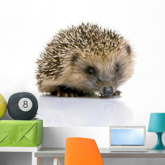 Hedgehog 1 Months Wall Decal