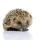 Hedgehog 1 Months Wall Decal