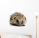 Hedgehog 1 Months Wall Decal
