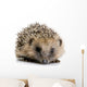 Hedgehog 1 Months Wall Decal