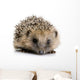 Hedgehog 1 Months Wall Decal