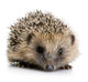 Hedgehog 1 Months Wall Decal