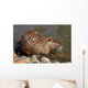 Coipo or Nutria Myocastor Wall Mural