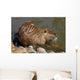 Coipo or Nutria Myocastor Wall Mural