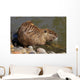 Coipo or Nutria Myocastor Wall Mural