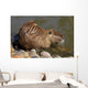 Coipo or Nutria Myocastor Wall Mural