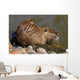 Coipo or Nutria Myocastor Wall Mural